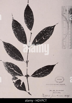 Coffee - a monograph of the economic species of the genus Coffea L. (1925) Stock Photo