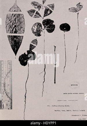 Coffee - a monograph of the economic species of the genus Coffea L. (1925) Stock Photo