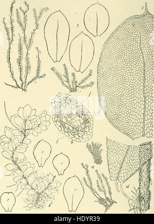 Die Musci der Flora von Buitenzorg - zugleich Laubmoosflora von Java (1900-1922.) Stock Photo