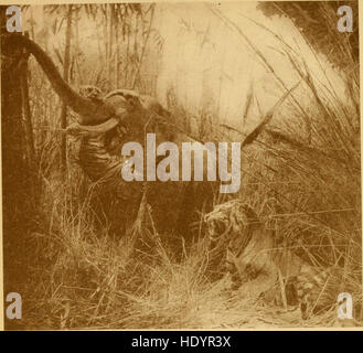 Records of big game - with their distribution, characteristics, dimensions, weights, and horn and tusk measurements (1910) Stock Photo