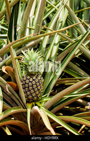 Pineapple plants Dole Plantation, Wahiawa, Oahu, Hawaii. Stock Photo