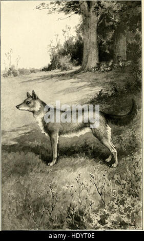 Sport on the Nilgiris and in Wynaad (1911) Stock Photo