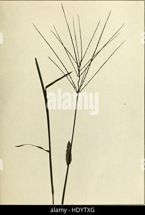 The book of grasses - an illustrated guide to the common grasses, and the most common of the rushes and sedges (1912) Stock Photo