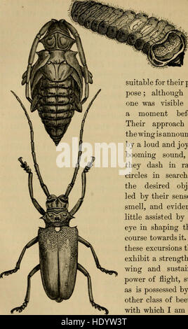 Sketches of the natural history of Ceylon - with narratives and anecdotes illustrative of the habits and instincts of the mammalia, birds, reptiles, fishes, insects, &c. - including a monograph of the Stock Photo