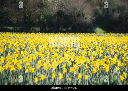 Penzance, Cornwall, UK. 15th December 2016. UK Weather. A field of daffodils in full bloom light up an otherwise grey day in a field on the outskirts of Penzance. Credit:  Kernow Plant Pics/Alamy Live News Stock Photo