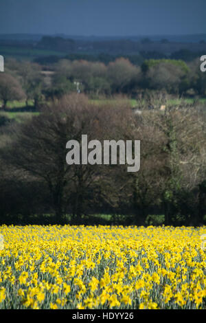 Penzance, Cornwall, UK. 15th December 2016. UK Weather. A field of daffodils in full bloom light up an otherwise grey day in a field on the outskirts of Penzance. Credit:  Kernow Plant Pics/Alamy Live News Stock Photo