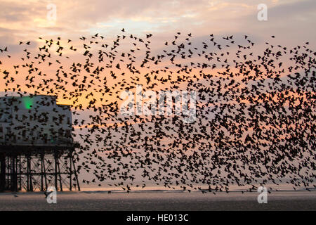 Starling Murmuration, Blackpool, Lancs. 15th Dec 2016. Thousands of starlings perform their acrobatic flying skills before roosting for the night under Blackpool's north pier. With dropping temperatures over Scandinavia, the number of migratory birds grows each day. Grouping together offers safety in numbers – predators such as peregrine falcons find it hard to target one bird in the middle of a hypnotising flock of thousands. It is thought they also gather to keep warm at night and to exchange information, such as good feeding areas.  © MediaWorld Images/Alamy Live News Stock Photo