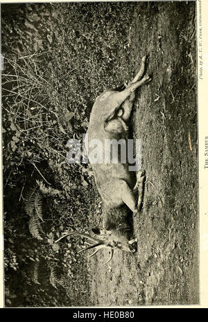 Sport on the Nilgiris and in Wynaad (1911) Stock Photo