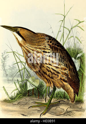 Onze vogels in huis en tuin (1869) Stock Photo