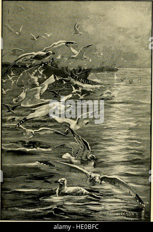 Gray lady and the birds; stories of the bird year for home and school (1907) Stock Photo