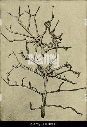 Organic and functional nervous diseases; a text-book of neurology (1913) Stock Photo