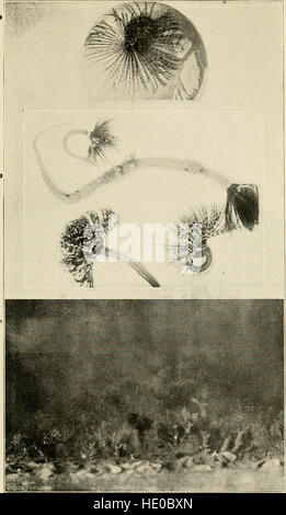 Barbados-Antigua expedition; narrative and preliminary report of a zoological expedition from theUniversity of Iowa to the Lesser Antilles under the auspices of the Graduate College (1919) Stock Photo