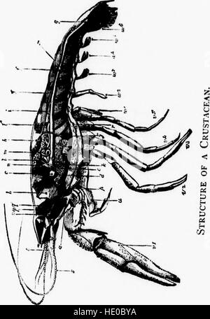 Handbook of zoology with examples from Canadian species, recent and fossil (microform) (1886) Stock Photo