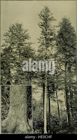 Timber trees and forests of North Carolina (1897) Stock Photo