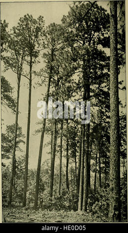 Timber trees and forests of North Carolina (1897) Stock Photo