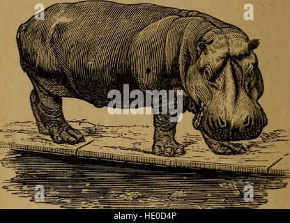 An original and illustrated physiological and physiognomical chart (1873) Stock Photo