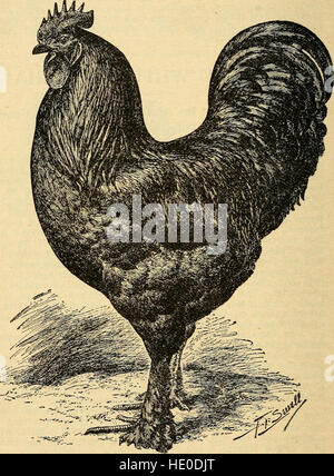 The poultry manual; a guide to successful poultry keeping in all its branches, fancy and practical (1908) Stock Photo