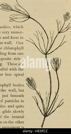 Elementary botany (1898) Stock Photo