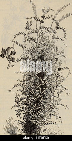 Annual descriptive catalogue of seeds - the largest collection in the world (1898) Stock Photo