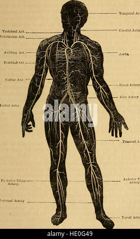 Elements of animal physiology, chiefly human (1873) Stock Photo