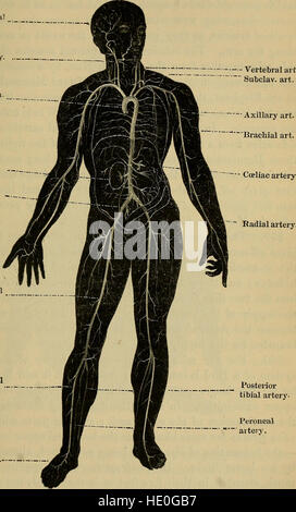 This work on comparative anatomy focuses on the structure of the ...