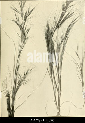 The book of grasses - an illustrated guide to the common grasses, and the most common of the rushes and sedges (1912) Stock Photo