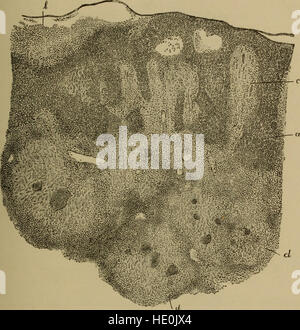 The elements of pathological histology with special reference to practical methods (1895) Stock Photo