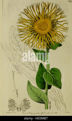 The Botanical register consisting of coloured figures of (1815) Stock Photo
