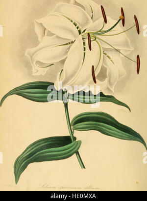 Paxton's Magazine of Botany and Register of Flowering Plants (1841) Stock Photo