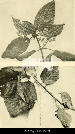 A year of Costa Rican natural history (1917) Stock Photo