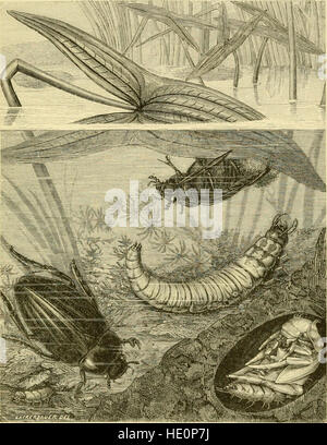 The transformations (or metamorphoses) of insects (Insecta, Myriapoda, Arachnida, and Crustacea) - being an adaptation, for English readers, of M. C389mile Blanchard's 22Metamorphoses, moeurs et instincts Stock Photo