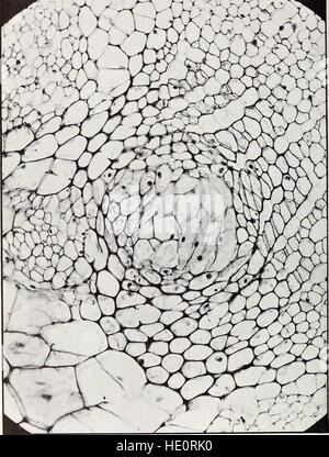 'The Structure and Development of Crown Gall' (1912) discusses the ...