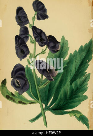 Paxton's Magazine of Botany and Register of Flowering Plants (1838) Stock Photo