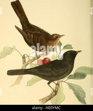 Coloured illustrations of British birds, and their eggs (1844) Stock Photo