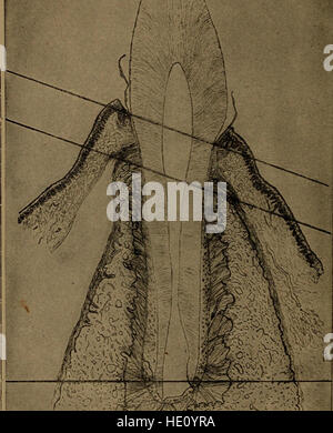 A text-book of dental histology and embryology, including laboratory directions (1912) Stock Photo