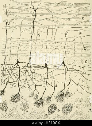 The anatomy of the nervous system, from the standpoint of development and function (1920) Stock Photo