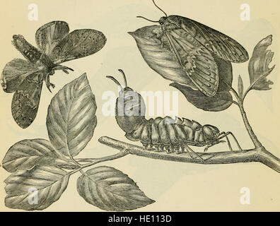 The transformations (or metamorphoses) of insects (Insecta, Myriapoda, Arachnida, and Crustacea.) Being an adaptation, for English readers, of M. C389mile Blanchard's 22Metamorphoses, murs et instincts Stock Photo