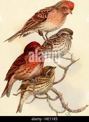 The birds of California - a complete, scientific and popular account of the 580 species and subspecies of birds found in the state (1923) Stock Photo