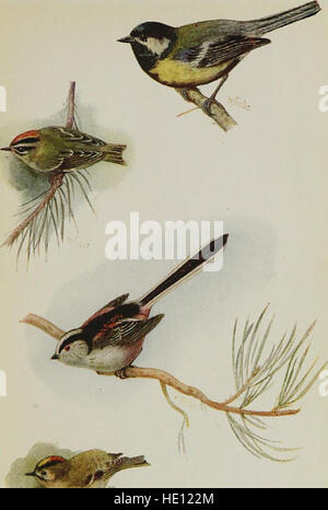 Birds in their haunts, by the late C. A. Johns (1909) Stock Photo