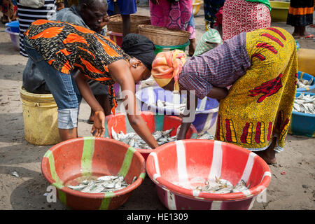 African women sorting fish in Tombo Harbour, Sierra Leone. Still on the beach of Tombo the freshly caught fish are sorted and brought to the market Stock Photo