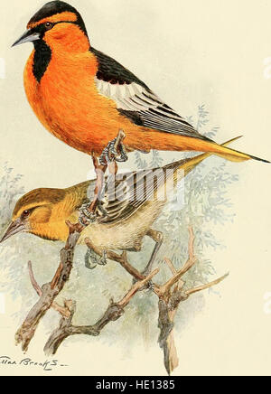 The birds of California - a complete, scientific and popular account of the 580 species and subspecies of birds found in the state (1923) Stock Photo