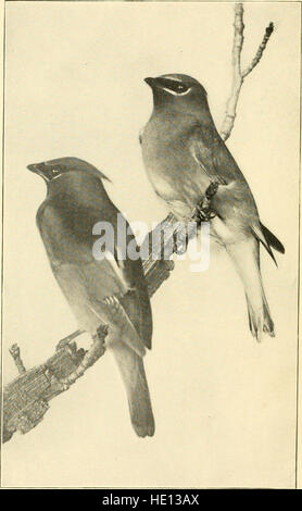 Birds in their relations to man; a manual of economic ornithology for the United States and Canada (1903) Stock Photo