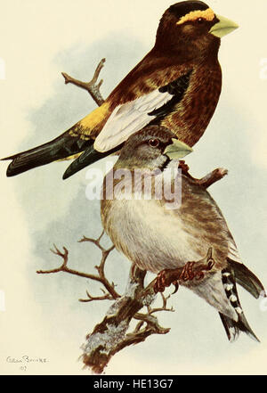 The birds of California - a complete, scientific and popular account of the 580 species and subspecies of birds found in the state (1923) Stock Photo