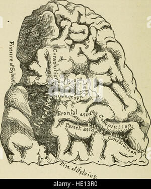 Brain and mind; or, Mental science considered in accordance withthe principles of phrenology, and in relation to modern physiology (1882) Stock Photo