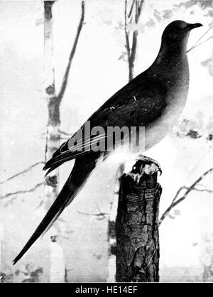 Game birds and birds of prey (microform) - life histories of one hundred and seventy birds of prey, game birds and waterfowls (1898) Stock Photo