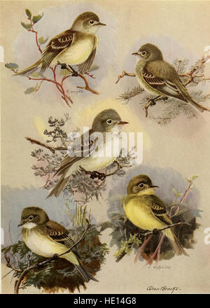 The birds of California - a complete, scientific and popular account of the 580 species and subspecies of birds found in the state (1923) Stock Photo