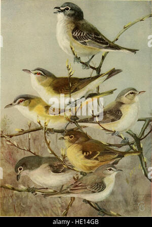 The birds of California - a complete, scientific and popular account of the 580 species and subspecies of birds found in the state (1923) Stock Photo