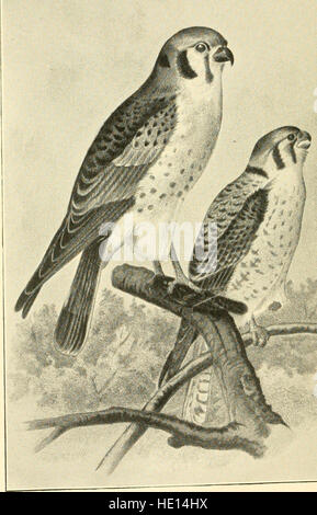 Birds in their relations to man; a manual of economic ornithology for the United States and Canada (1903) Stock Photo