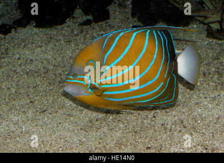 Indo-Pacific Blue ring Angelfish (Pomacanthus annularis) Stock Photo