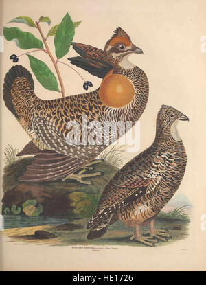 Illustrations of the American ornithology of Alexander Wilson and Charles Lucian Bonaparte - with the addition of numerous recently discovered species and representations of the whole sylvae of North Stock Photo
